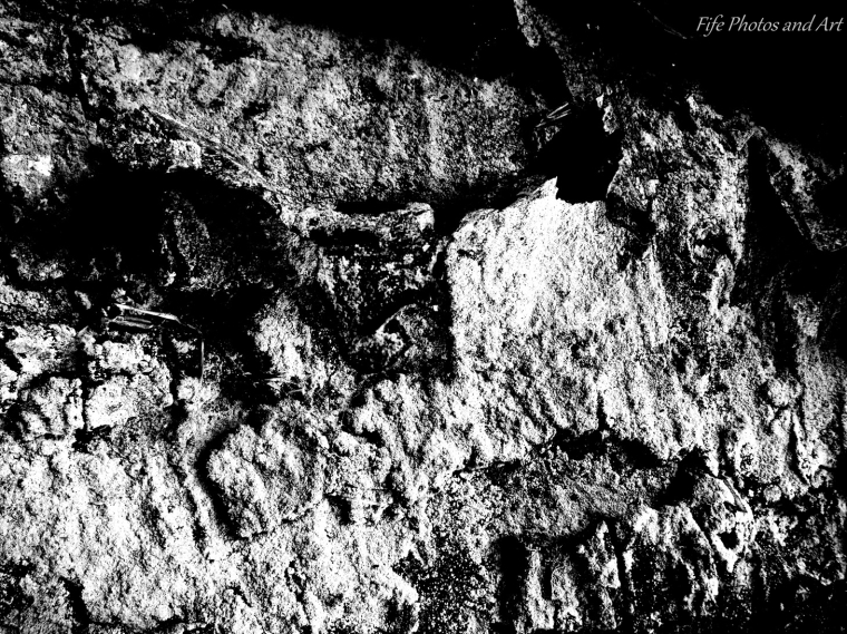 Lichen on Log (black & white arty image)