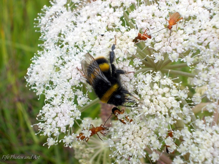 The most common of Scottish bumble bees - Bombus terrestris