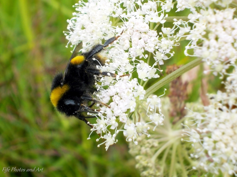One of the most common Scottish bumble bees - Bombus terrestris