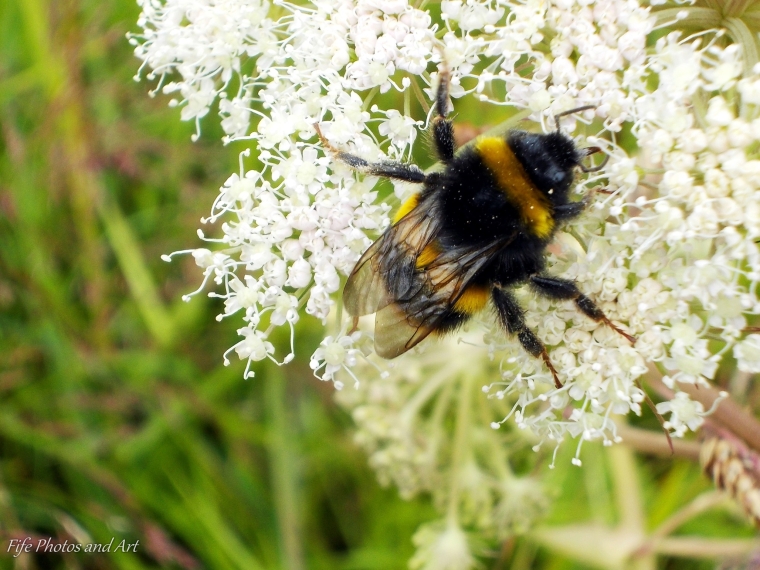 Bumble bee (Bombus terrestris) on Ground Elder