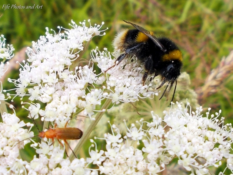 Bumble bee (Bombus terrestris) on Ground Elder, with soldier beetle in foreground