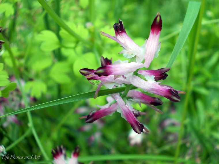 Common Fumitory (Fumaria officinalis) flower heads