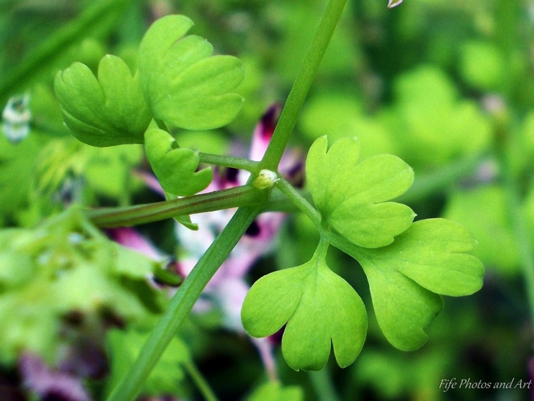 Close up photo of Common Fumitory leaves