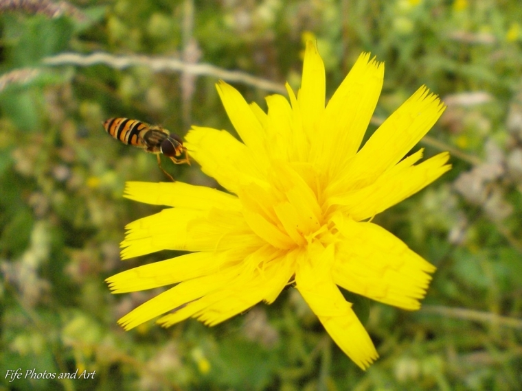 A Marmalade Hoverfly, about to feed on a member of the Hawkbit family