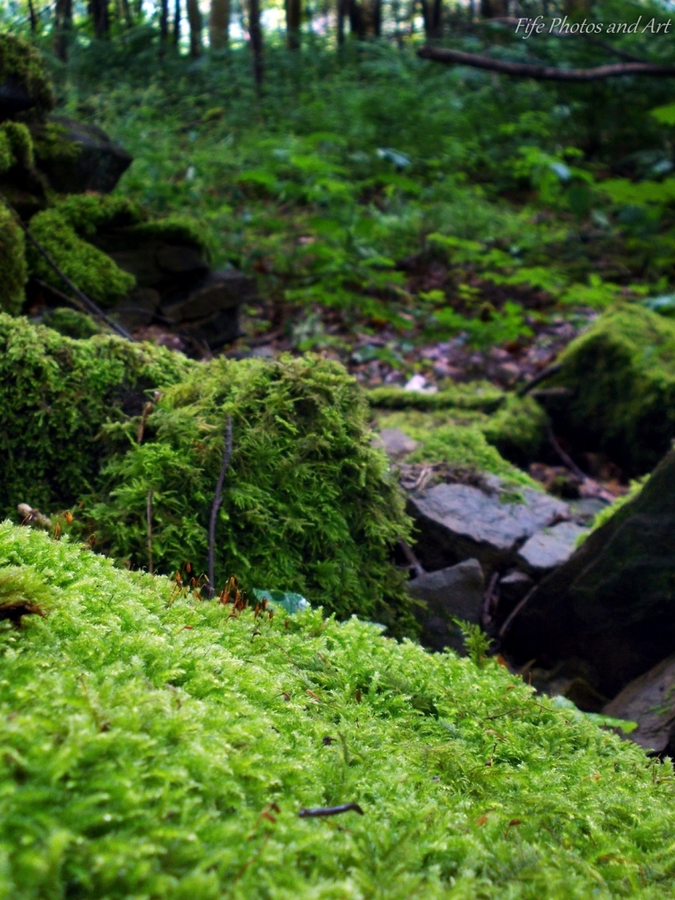 A rock covered in moss