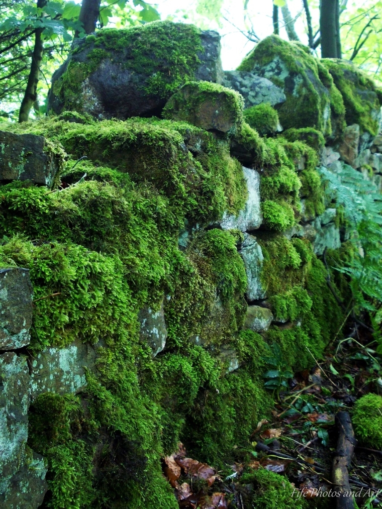 Old dry stone wall covered in moss at the eastern entrance to the Formonthills.