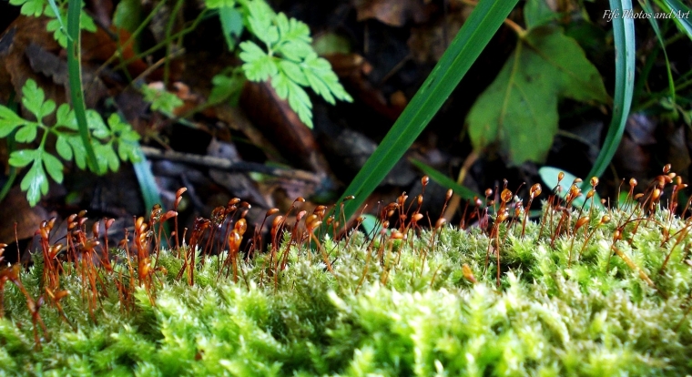 Spore capsules on Rhytidiadelphus moss - possibly Little Shaggy-moss