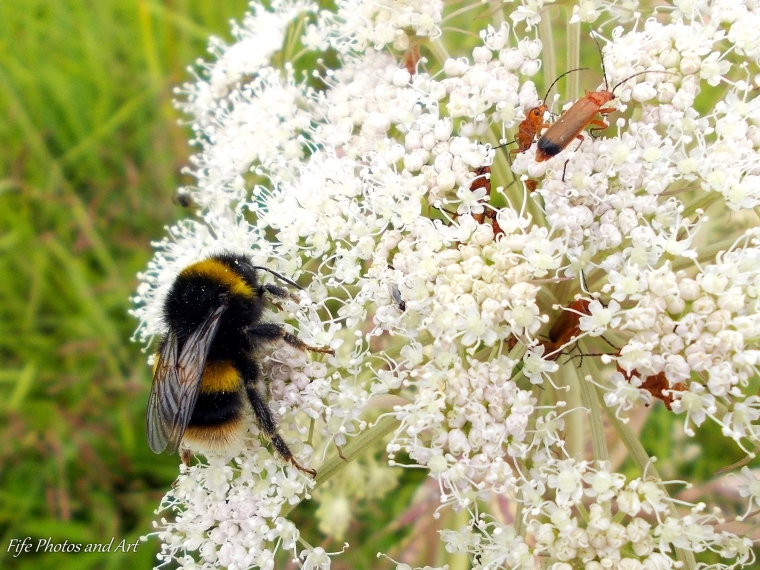 Soldier beetles hunting on Ground Elder, with Bombus terrestris collecting nectar and pollen