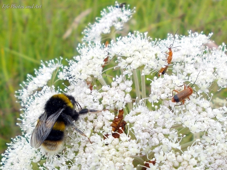 Soldier beetles hunting on Wild Angelica, with Bombus terrestris collecting nectar