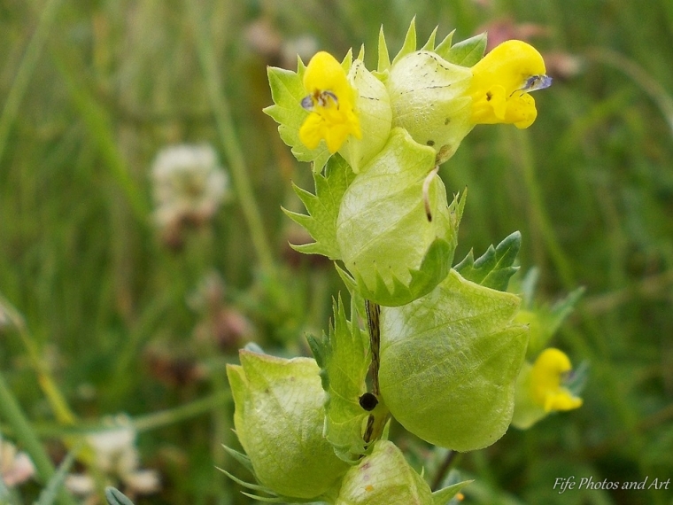 Yellow Rattle flower head