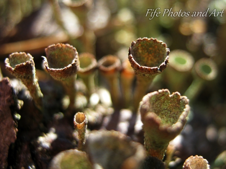 Aliens - No, Just a member of the Genus  Cladonia (Lichen)