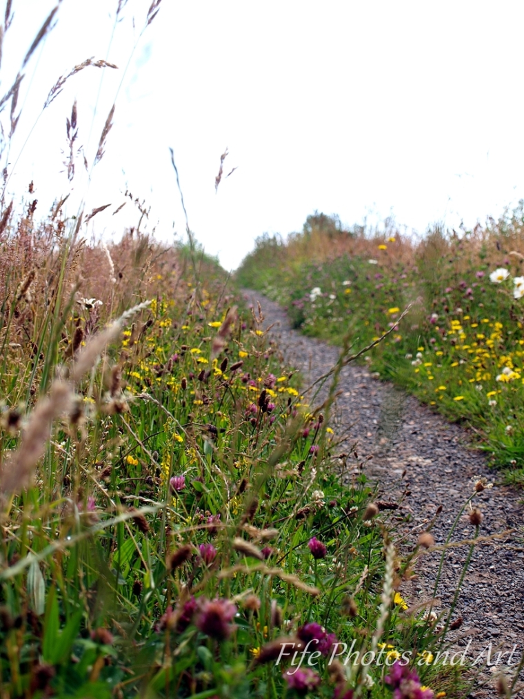 Balgonie Bleachfield - Meadow Path