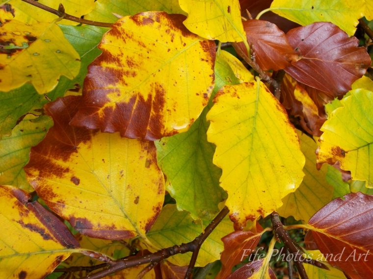 Autumn Leaves, Balbirnie Park