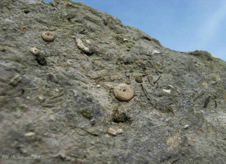 Howie Limestone - Crinoid Stem fragments