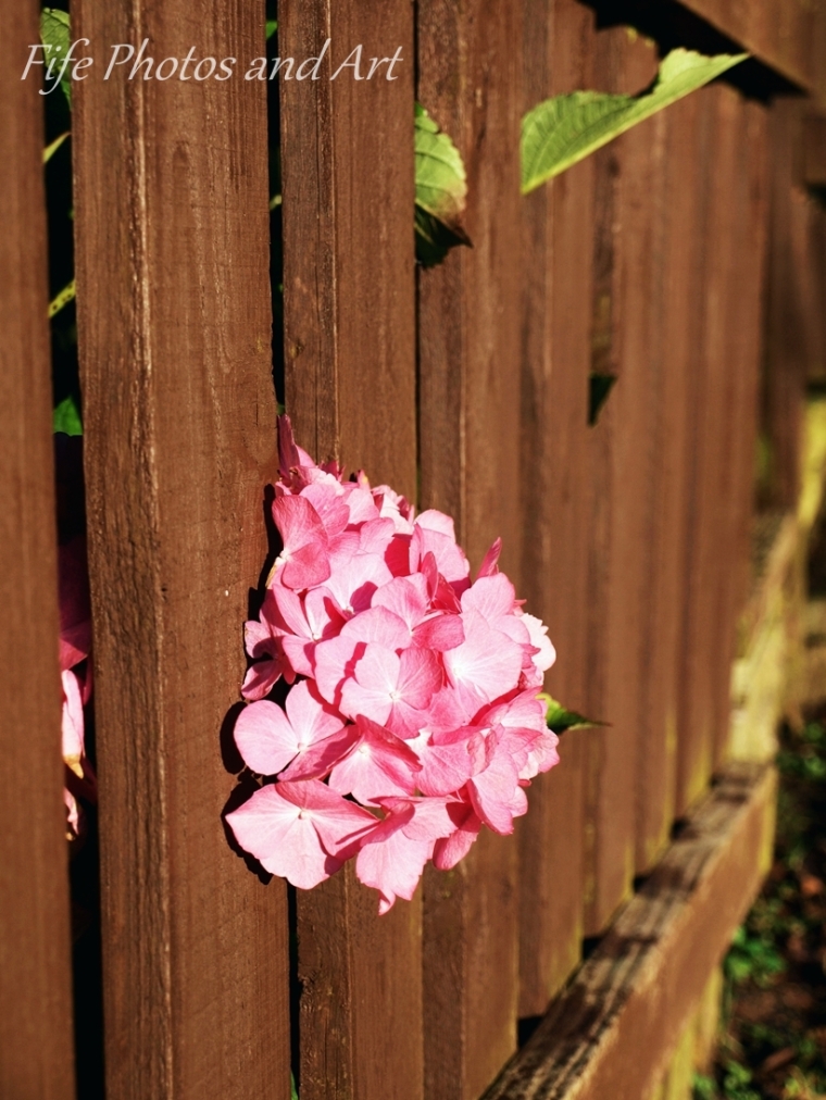Pink Hydrangea And Fence