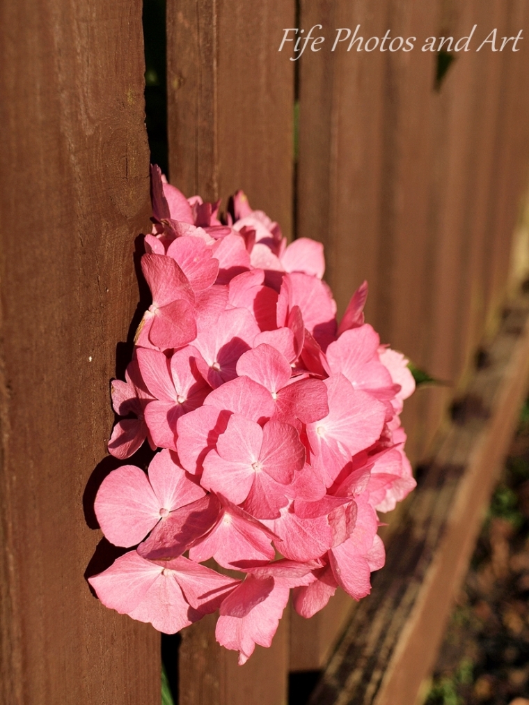 Pink Hydrangea And Garden Fence