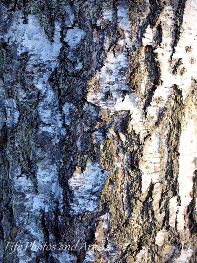Vertical Lines on Old Silver Birch Tree Bark