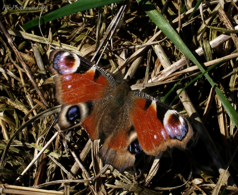 Bedraggled Peacock Butterfly Eye spots