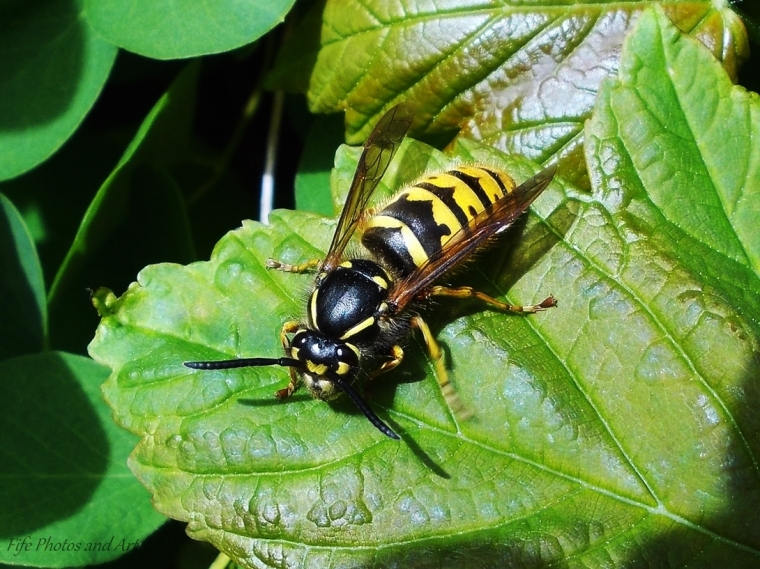 Common Wasp, Balfarg Woods, Glenrothes