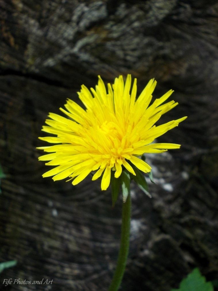Dandelion Flower Head, Balfarg Woods, Glenrothes