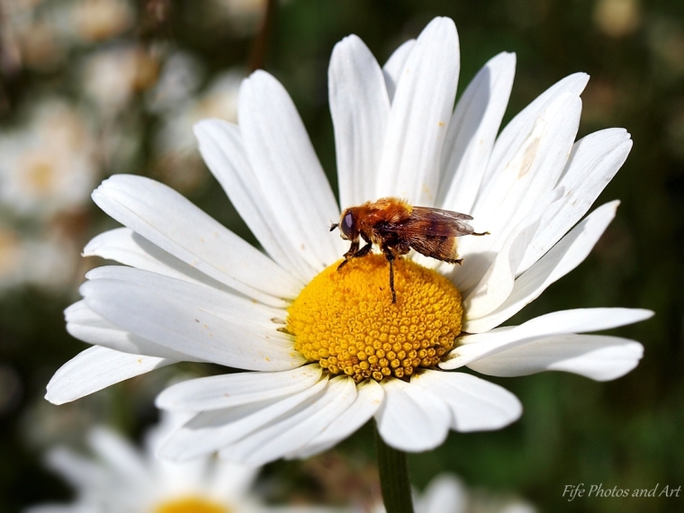 Fly on Oxeye Daisy