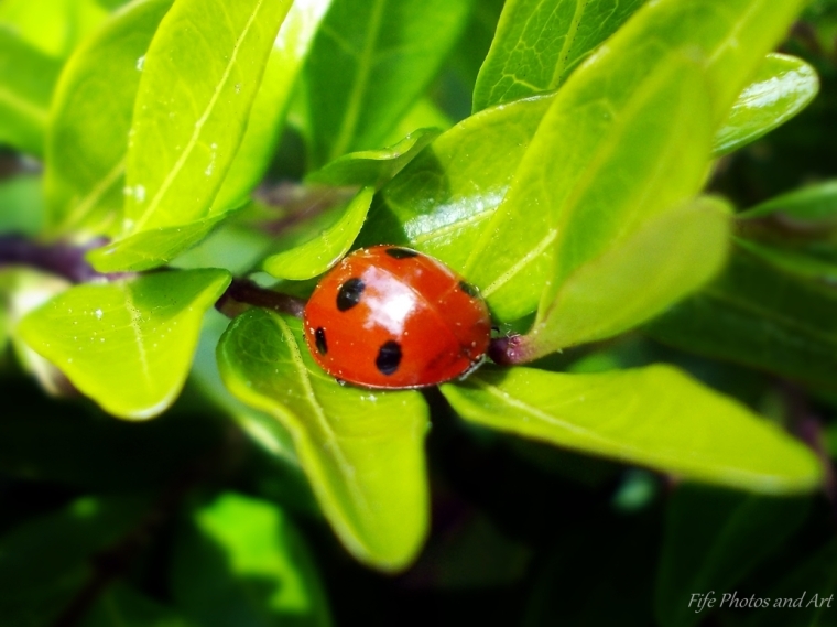 Six Spot Ladybird, Balfarg Woods, Glenrothes