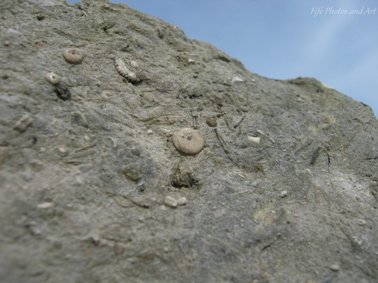 Hurlet Limestone crinoids, base of Lower Limestone Formation